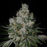 🎁 Garlic Breath Seeds (100% off)
